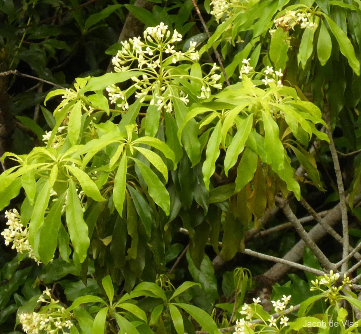 Pittosporum ceylanicum Wight